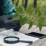 Comment reconnaitre une plante : loupe et feuilles