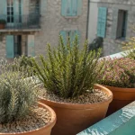 Plantes plein soleil sans arrosage sur balcon en terre cuite