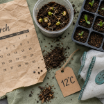 Quand planter concombre : semis à 12°C, 4 règles pour réussir la récolte