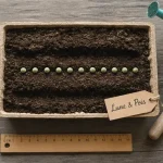 Quand semer les petit pois avec la lune : semis en terre, graines et calendrier