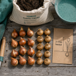 Quand planter bulbes : septembre-novembre et février-mai pour floraison