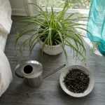 Quelle plante mettre dans une chambre : chlorophytum en pot près d’une fenêtre