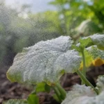 Traitement oidium courgette : feuilles de courgette couvertes de blanc poudreux