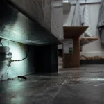 Un cafard peut il etre seul : cafard sous l’évier, cuisine