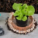 Répulsif naturel limace au cuivre anti-limace pour jeunes salades et bacs à potager