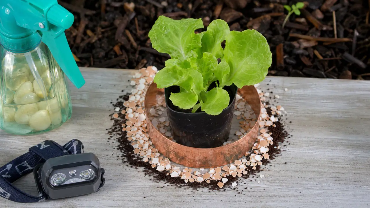 Répulsif naturel limace au cuivre anti-limace pour jeunes salades et bacs à potager